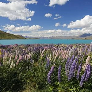 Lupins beside lake, Lake Tekapo, Canterbury region, South Island, New Zealand, Pacific
