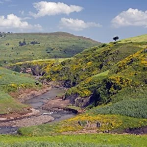 Lush green hills and yellow Meskel flowers, Simien Mountains National Park