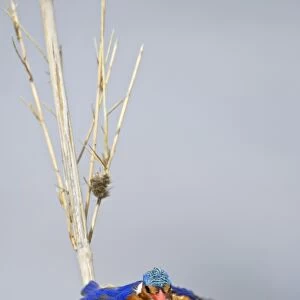 Kingfishers Collection: Malachite Kingfisher