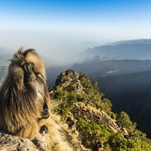 Male Gelada (Theropithecus gelada) sitting on a cliff, Simien Mountains National Park