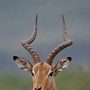 Male Impala (Aepyceros melampus), Imfolozi Game Reserve, South Africa, Africa
