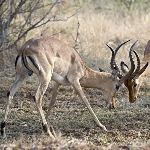 Two male impala (Aepyceros melampus) fighting