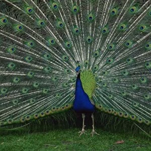 Male peacock courtship display