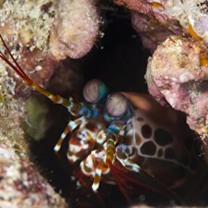 Mantis shrimp (Gonodactylus sp. ), a hole dwelling crustacean, Queensland, Australia