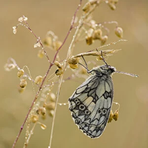 Marbled White (Melanargia galathea) butterfly, adult roosting on grass, in meadow habitat