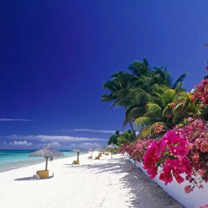 Mauritius Island, The Beach And Bougainvillea Flowers At Paradis Beach