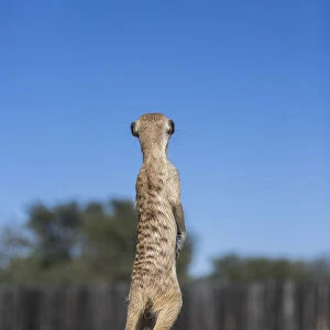 Meerkat (Suricata suricatta) sentry, Kgalagadi Transfrontier Park, Northern Cape