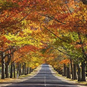 Memorial Avenue in autumn, Mount Macedon, Victoria, Australia, Pacific