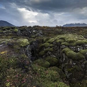 Mossy landscape with fissures, Pingvellir (Thingvellir) National Park, UNESCO World Heritage Site