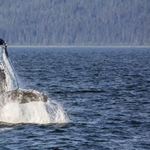 Mother humpback whale (Megaptera novaeangliae) breaching in Icy Strait, southeast Alaska