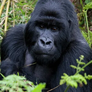 Africa Metal Print Collection: Rwanda