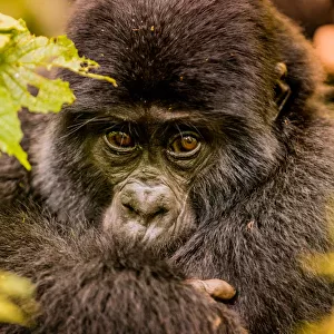 Mountain Gorillas in Bwindi Impenetrable Forest National Park, UNESCO World Heritage Site