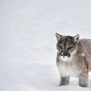 Mountain lion (puma) (cougar) (Puma concolor), Montana, United States of America