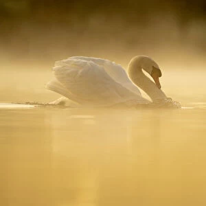 Mute swan (Cygnus olor) at sunrise, territorial behaviour, Kent, England, United Kingdom