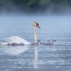 Mute Swan family, United States of America, North America