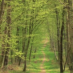 Narrow path through the trees in woodland, Forest of Brotonne, near Routout