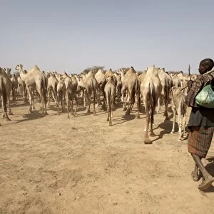 Nomadic camel herders lead their herd to a watering