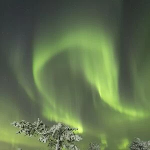 Northern Lights (Aurora Borealis) on the frozen tree in the snowy woods, Levi, Sirkka