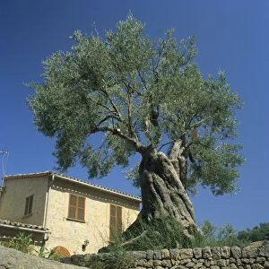 Old olive tree in the garden of a village house in Deya