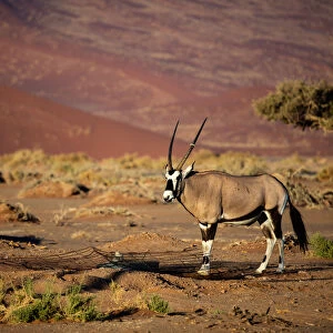Oryx strolls through the Sossusvlei National Park, Namibia, Africa