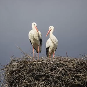 Pair of white storks on nest, Silves, Algarve, Portugal, Europe