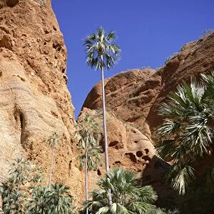 Palm trees at approach to Echidna chasm, Purnululu National Park, UNESCO World Heritage Site