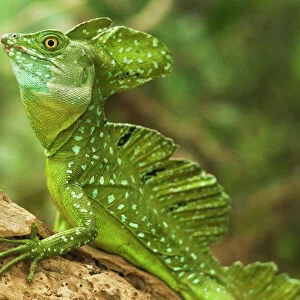 Lizards Premium Framed Print Collection: Green Basilisk