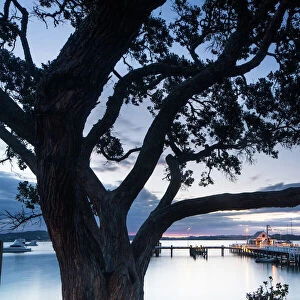 Pohutukawa tree, Russell, Bay of Islands, North Island, New Zealand, Pacific