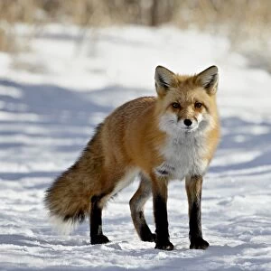 Red Fox (Vulpes vulpes or Vulpes fulva) in the snow, Prospect Park, Wheatridge