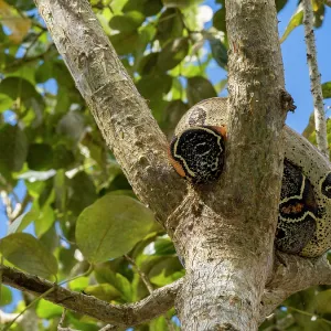 Red-tailed boa Print, Amazon rainforest scene Red-tailed boa Print, Amazon rainforest scene