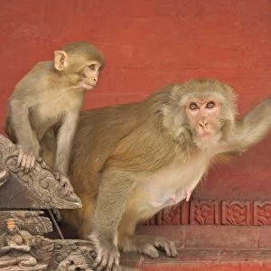 Mammals Collection: Rhesus Monkey