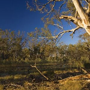 River red gum tree, Hattah-Kulkyne National Park, Victoria, Australia, Pacific