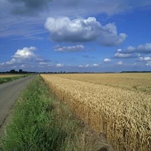 Road beside a corn field on fenland near Peterborough, Cambridgeshire, England