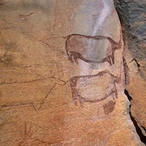 Rock art, rhinos, Tsodilo Hills, UNESCO World Heritage Site, Ngamiland, Botswana, Africa