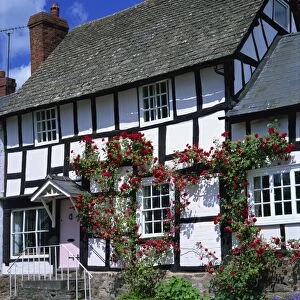Roses round the door of timber framed cottage, Pembridge, Herefordshire