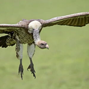 Accipitridae Collection: Ruppells Vulture