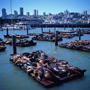 Sea lions basking on floating platforms at Pier 39