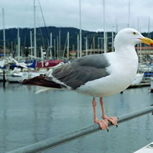 Laridae Acrylic Blox Collection: California Gull