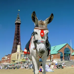 Lancashire Related