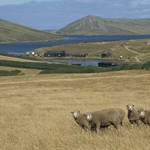 Falkland Islands Mouse Mat Collection: Port Howard