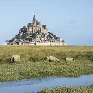 Sheep grazing with the village in the background, Mont-Saint-Michel, UNESCO World Heritage Site