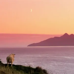 Sheep Print from the Isle of Rum, Scotland Sheep Print from the Isle of Rum, Scotland