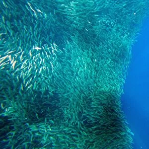 Shoal of sardines, Panagsama Beach, Moalboal, Cebu, The Visayas, Philippines, Southeast Asia, Asia