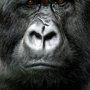 Silverback gorilla looking intensely, in the Volcanoes National Park, Rwanda, Africa