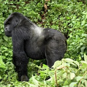 Silverback mountain gorilla