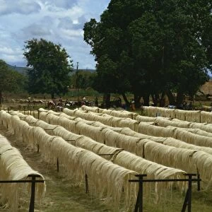 Sisal rope factory, Taveta, Kenya, East Africa, Africa