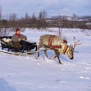 Southern Lapp with reindeer sledge