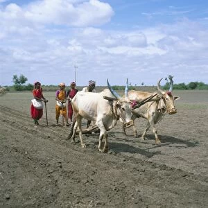 Sowing cotton