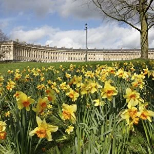 Spring daffodils in front of Georgian style terraced houses of Royal Crescent, Bath
