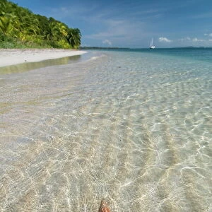 Starfish beach, Bocas Del Drago, Isla Colon, Bocas Del Toro, Panama, Central America
